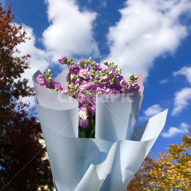 plant,식물,flower,꽃,꽃부케,blossom,하늘,감성사진