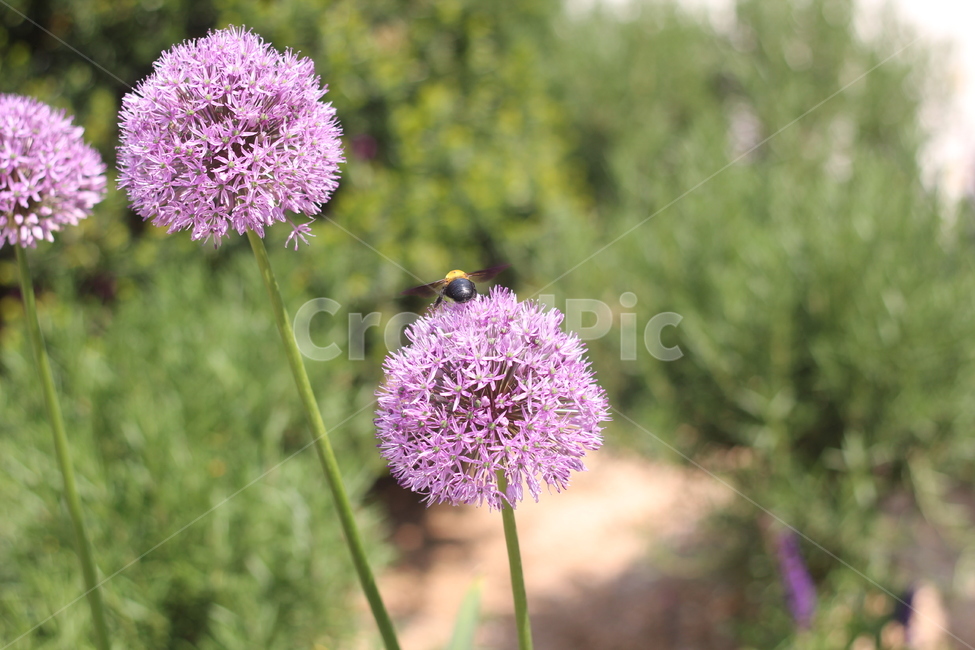 알리움,벌,곤충,꽃,보라색꽃,야생화,식물,flower,plants,자연,nature