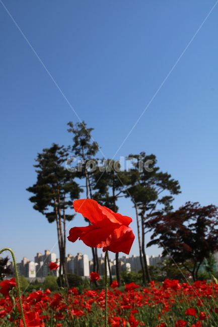 양귀비,나무,꽃,공원,red,자연,tree,park,식물,자연,plants,nature,꽃,flower