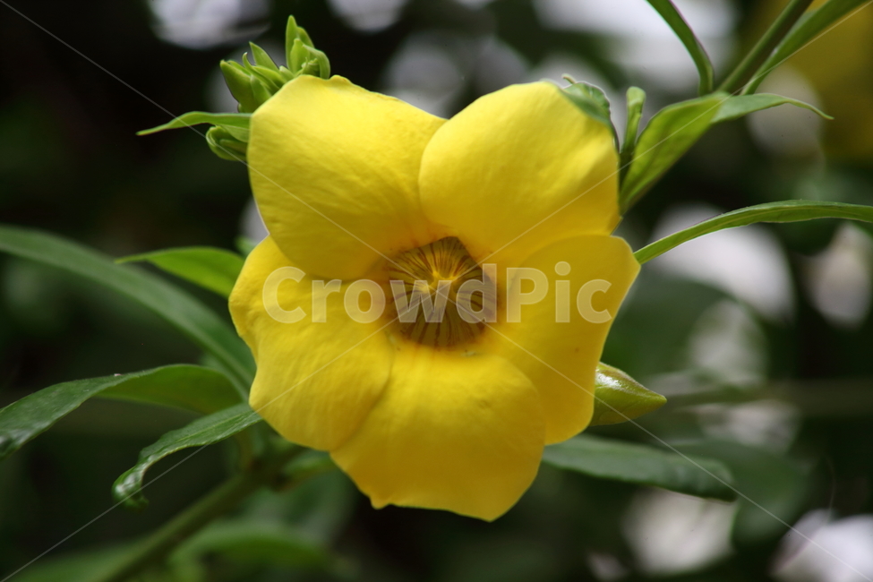 알라만다,꽃,노랑,종교식물,allamanda