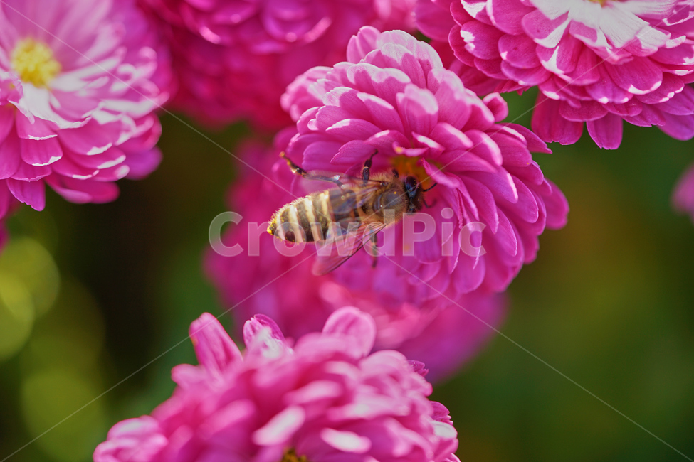 국화,과꽃,보라색꽃,꿀벌,접사,화단,정원,수목원,flower,blooming,garden,꽃,macro,벌,곤충,honeybee,식물,자연,plants,nature,꽃,flower,동물,animal,곤충,벌레,insect,bug