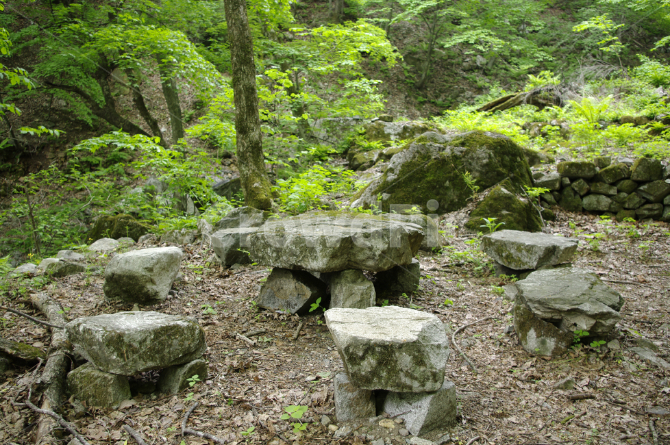나무,돌,의자,숲,식물,자연,풍경,nature,landscape,ground,바닥,tree stump,그루터기,rubble,파편