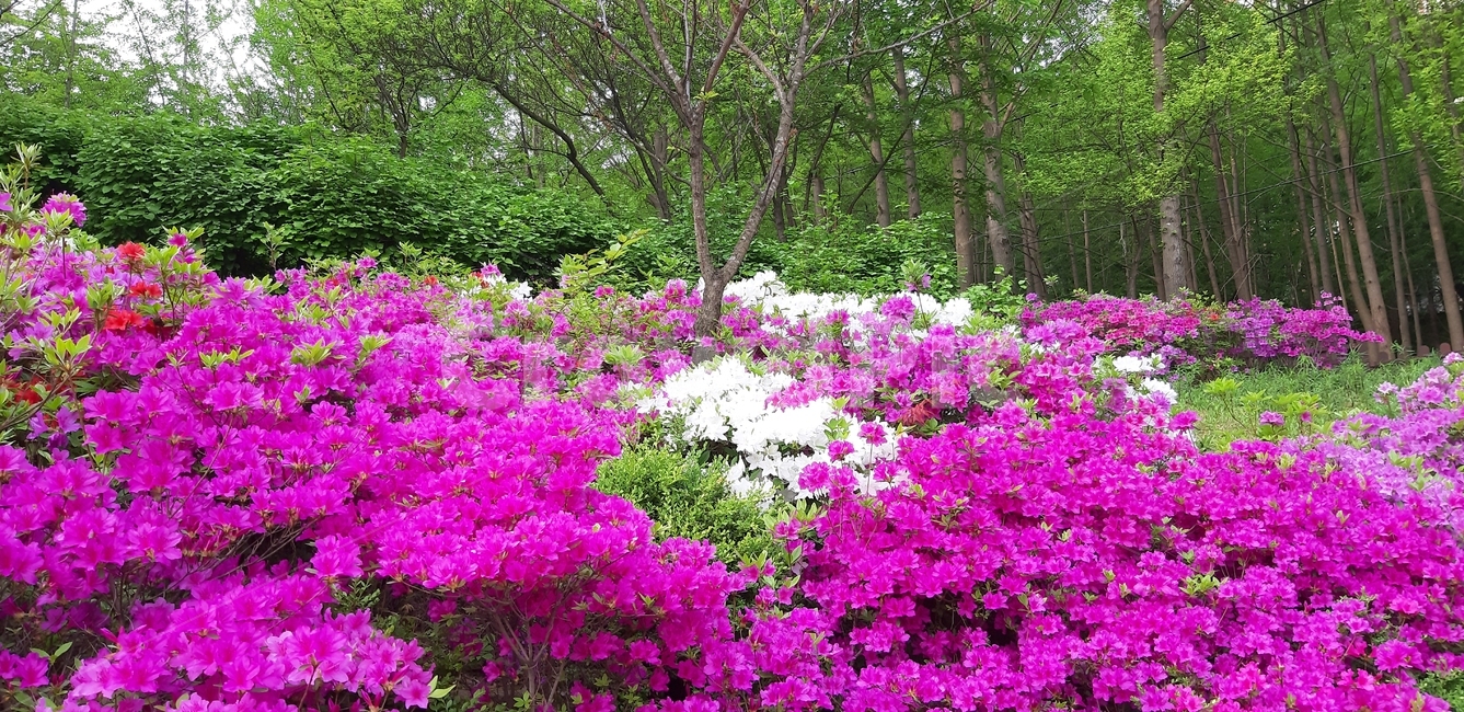 관악산,샘말공원,철쭉,봄꽃,연산홍
