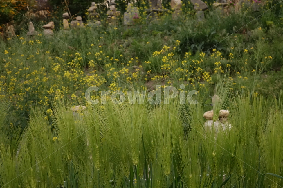 보리,청보리,잔디,grass,outdoors,식물,plant,목초지