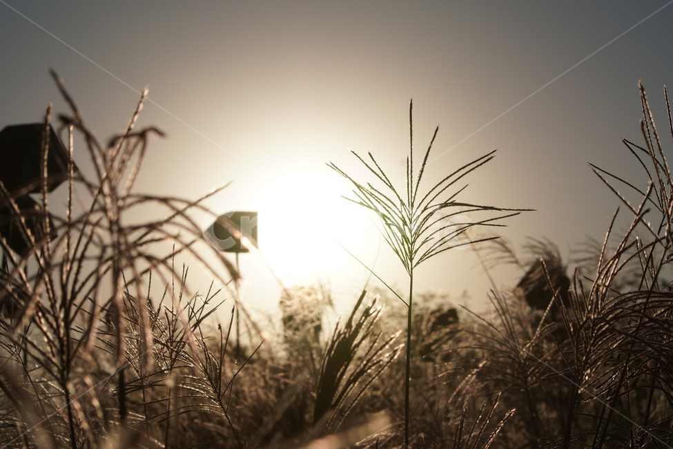하늘공원,노을,갈대,풍경,빛,가을,계절,fall,autumn,season,grass,잔디,plant,식물,lawn,reed