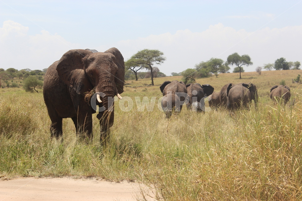 savanna,대초원,field,들,nature,자연,outdoors,옥외,grassland,목초지,animal,동물,mammal,elephant,코끼리,wildlife,야생생물,포유류,mammal