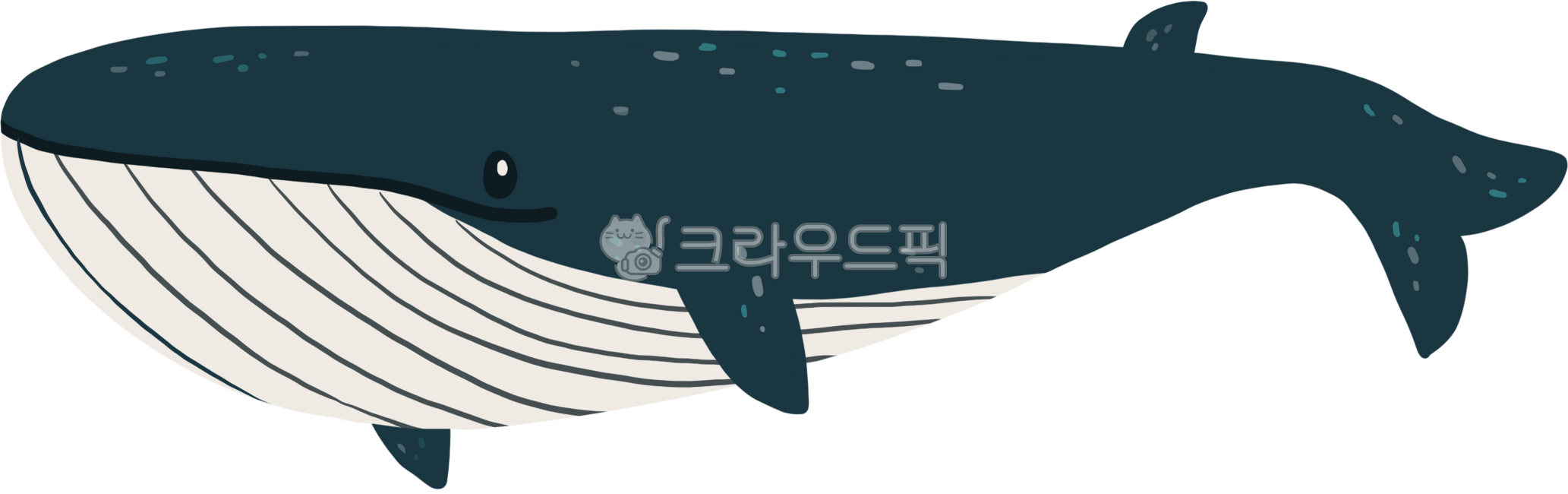 고래,큰고래,고래그림,바다,바다동물,밍크고래,대왕고래,고래일러스트