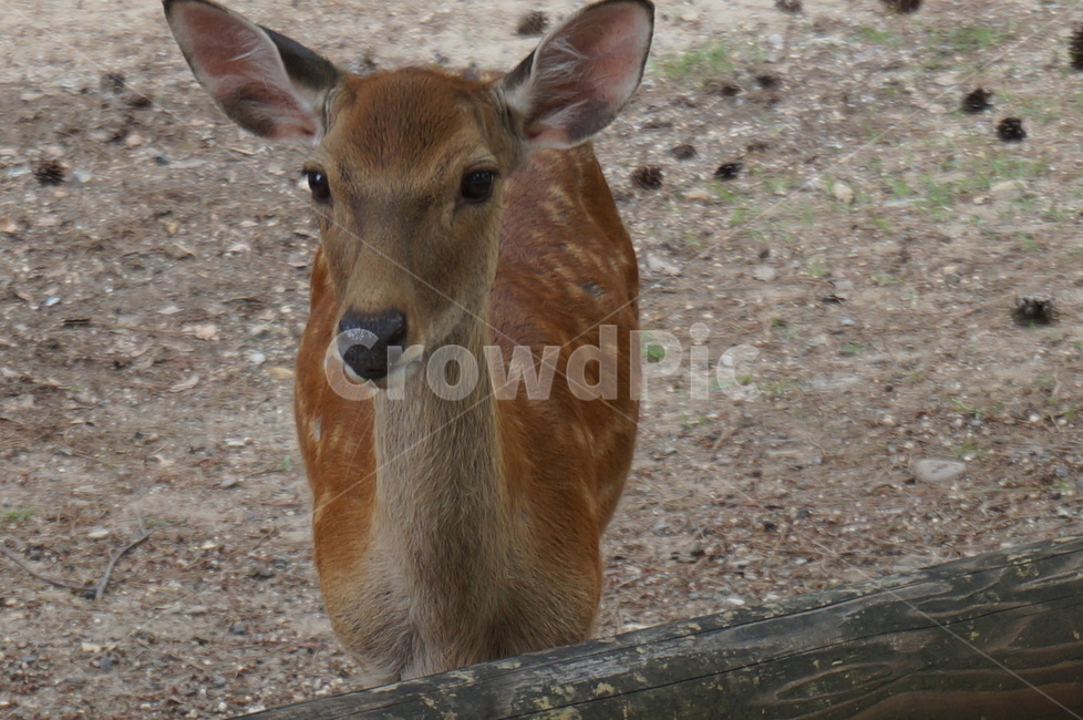 나라사슴공원,나라,사슴공원,사슴,사슴똥,동물,animal,포유류,mammal
