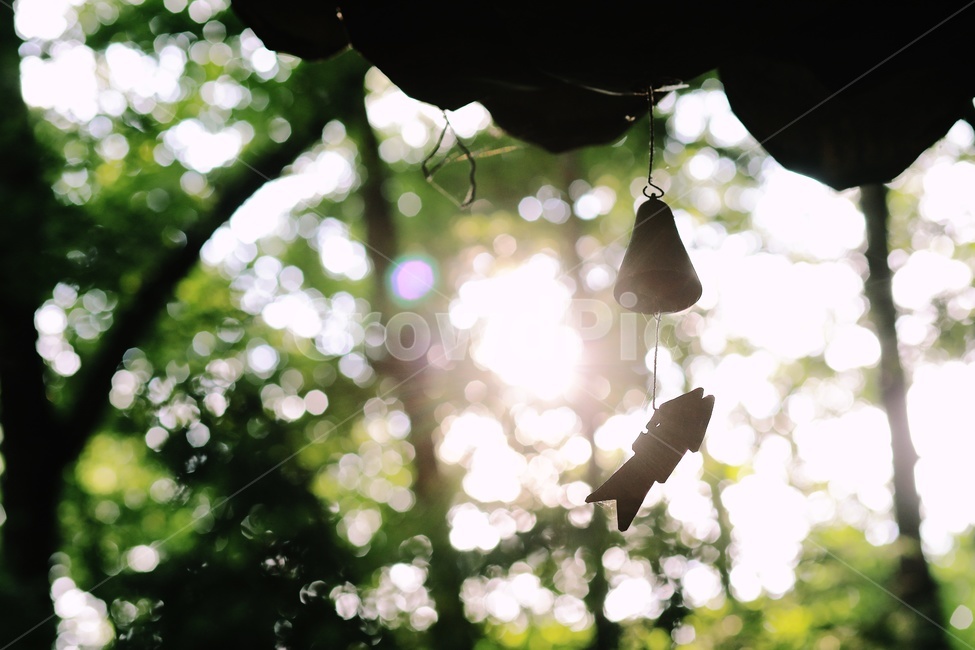 풍경,green,사찰,절,사원,buddhisttemple,햇빛,실루엣,silhouette,종교,신앙,religion,belief,faith,감성,sensible,feeling