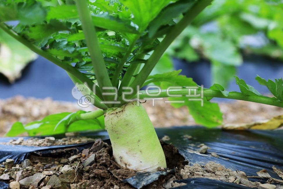 무, 무우, radish, 채소, vegetable, 사진,이미지,일러스트,캘리그라피 - 고운경작가