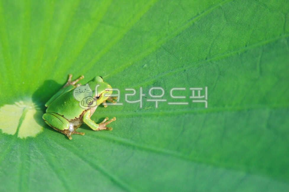 청개구리,개구리,동물,양서류,연잎,연꽃,파충류,양서류,reptile,amphibian