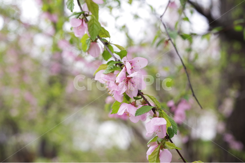 봄,벚꽃,봄꽃,꽃잎,자연,야경,밤,가로등,배경화면,바탕화면,계절,nature,beauty,beautiful,cherryblossom,spring,season,springflower,petal,sakura,night,bulb,light,background,flower,봄,계절,spring,season,식물,자연,plants,nature,꽃,flower,plant,blossom