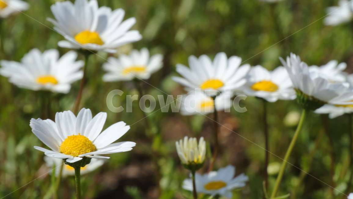 plant,식물,daisy,blossom,flower,꽃,daisies,데이지,계란꽃,식물,자연,plants,nature,꽃,flower