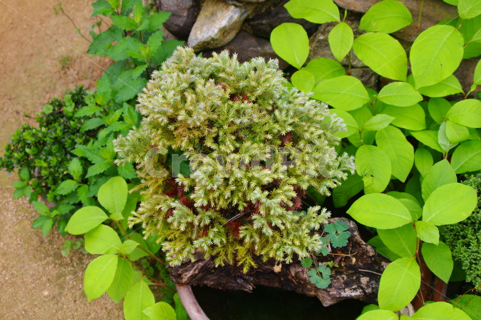 식물,꽃,blossom,flower,plant,초록,잎,잎사귀,허브,화분