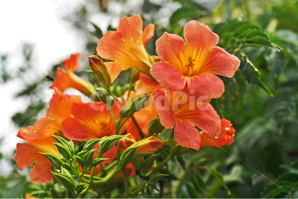 능소화,여름,꽃,식물,계절,식물,자연,plants,nature,꽃,flower