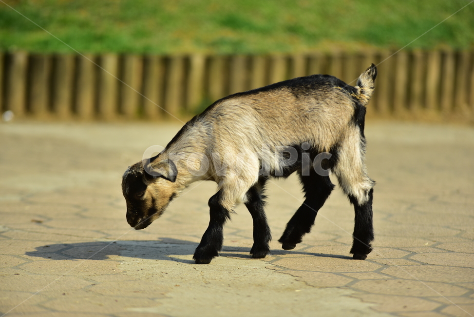 염소,귀여운염소,귀여운,얼룩염소,새끼염소,goat,cute,동물,animal,포유류,mammal