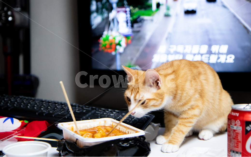 고양이,떡볶이,음식,치즈고양이,코리안숏헤어,치즈태비