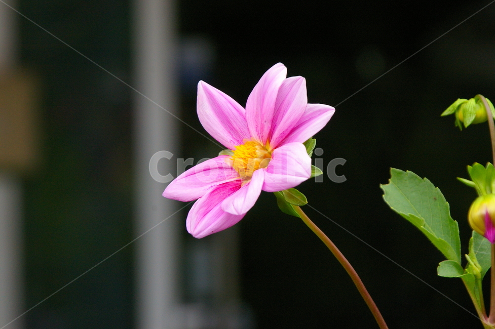 꽃,식물,plant,flower,blossom,클로즈업,봄꽃,식물,자연,plants,nature,꽃,flower