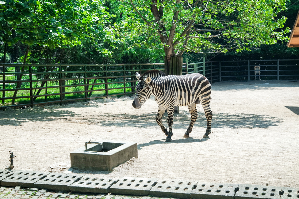 동물,얼룩말,동물원,말,얼룩,동물,animal,포유류,mammal