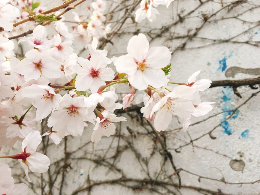 plant,식물,cherryblossom,벚꽃,blossom,flower,꽃,분홍,분홍색,아름다운,아름다움,이쁜,활짝핀,핑크