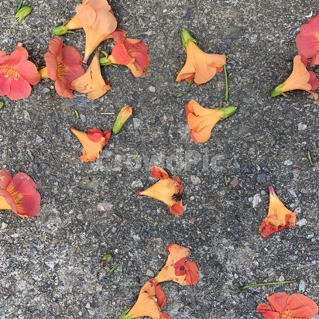 능소화,꽃,여름,꽃잎,식물,바닥,ground,tree,leaf,flower