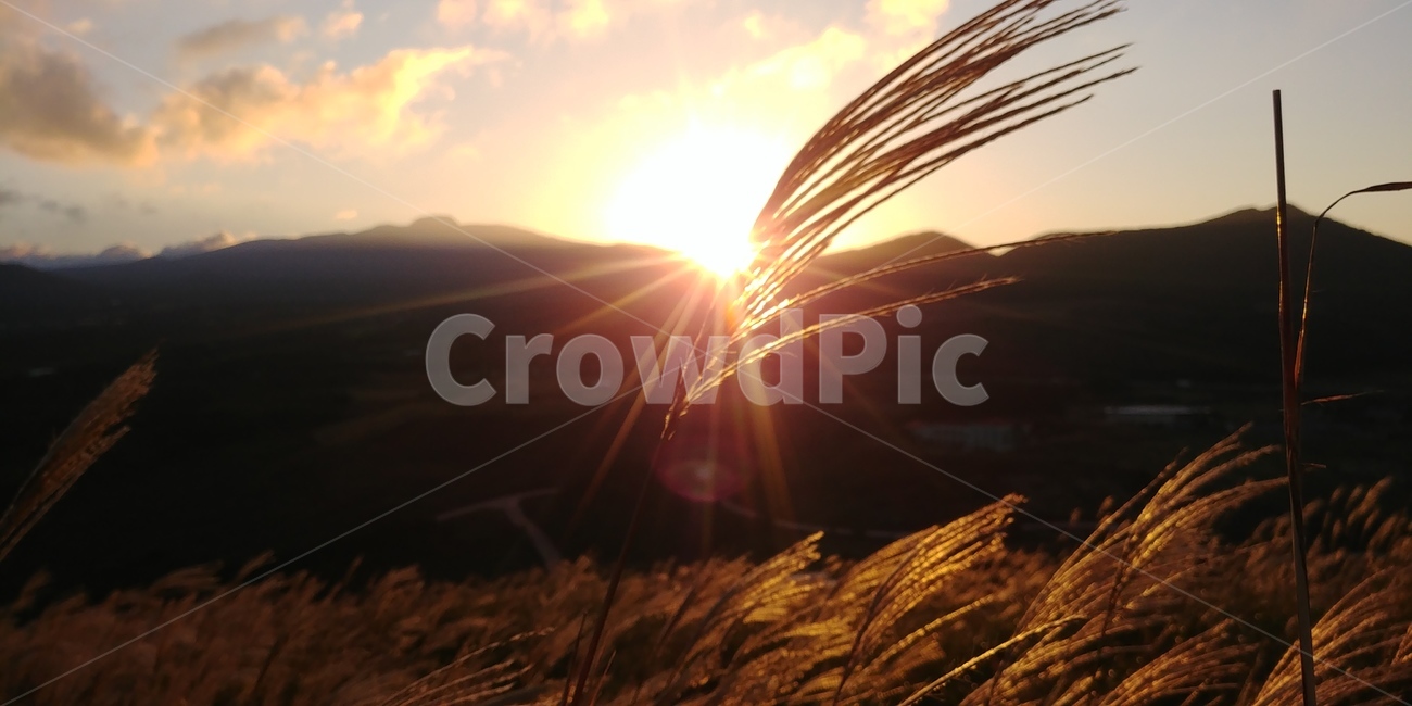 일출,제주,새별오름,억새,가을,가을,계절,fall,autumn,season,식물,자연,plants,nature,flare,플레어,light,빛
