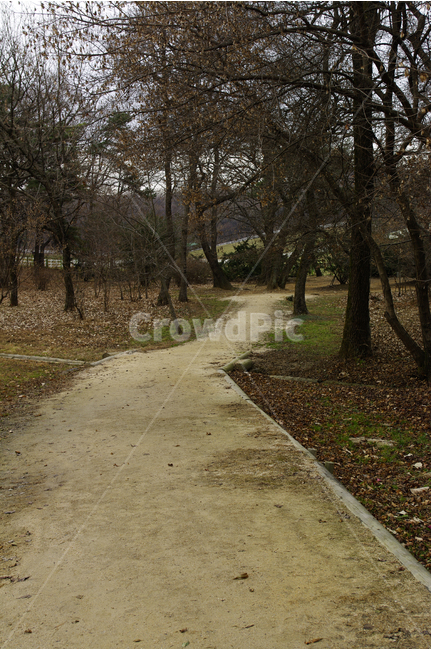 길,겨울나무,풍경,겨울,나무,식물,자연,풍경,nature,landscape,ground,바닥