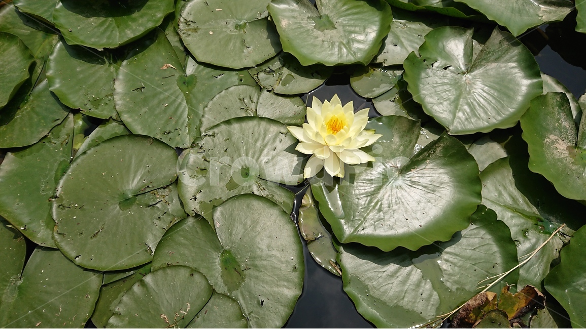 식물,꽃,연꽃,수련,연못,연잎,자연,풍경,여름,녹색,green,식물,자연,plants,nature,꽃,flower