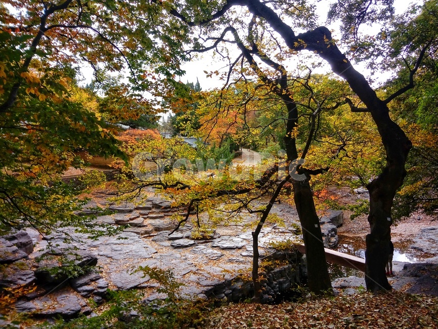 나무,나무줄기,단풍놀이,옥산서원,세심정,가을,계절,fall,autumn,season,자연,풍경,nature,landscape,tree,plant,식물,tree trunk,나무 줄기