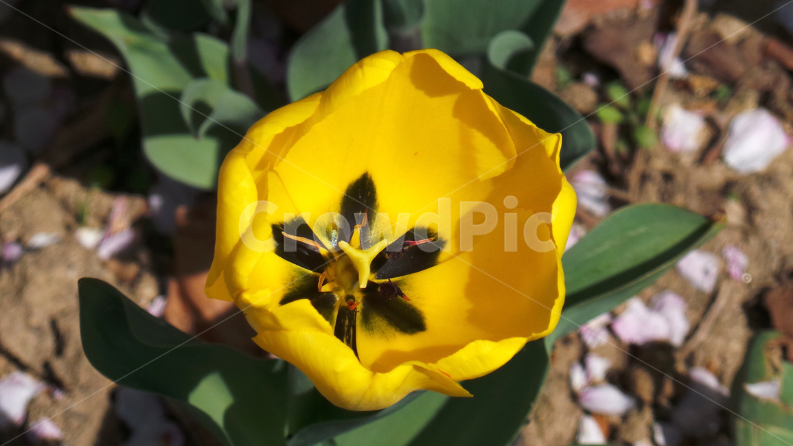 튤립,꽃,tulip,봄,플라워