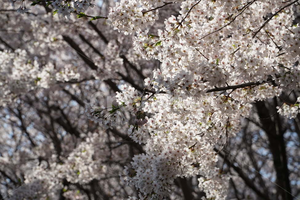 벚꽃,꽃,벚꽃나무,나무,체리블라썸,자연,계절,봄,봄꽃,나들이,분홍,분홍꽃,cherryblossom,flower,tree,spring