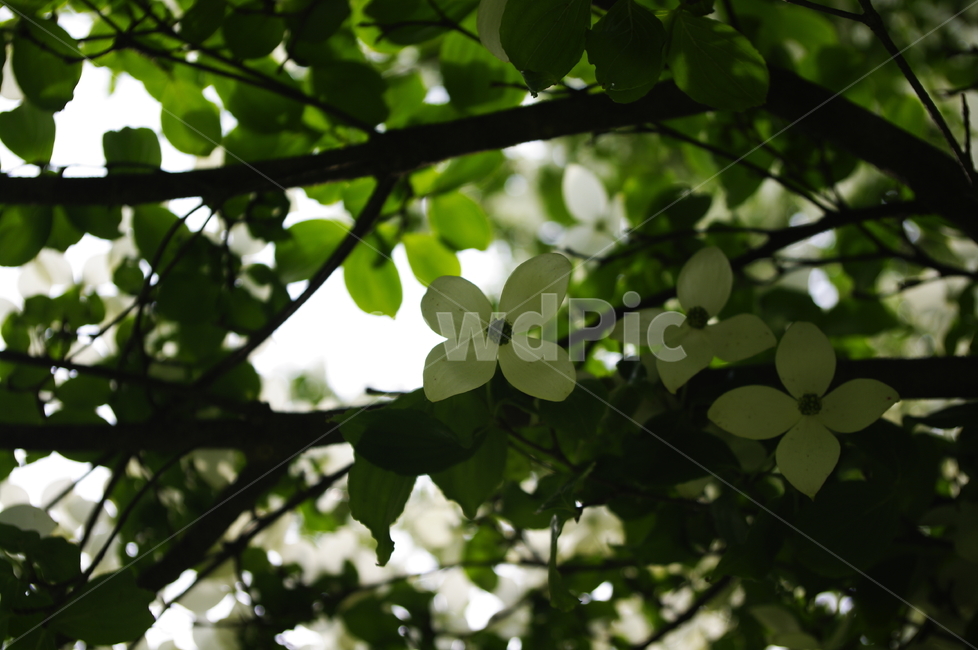 산딸나무,잎,꽃,flower,식물,plant,자연,nature,식물,자연,plants,nature,꽃,flower