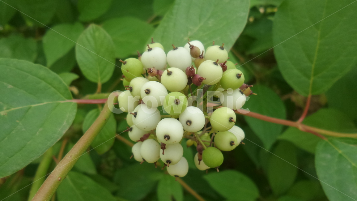 흰말채나무,산형화목,층층이나무과,낙엽활엽관목,곰의말채,식물,자연,plants,nature,과일,열매,fruit