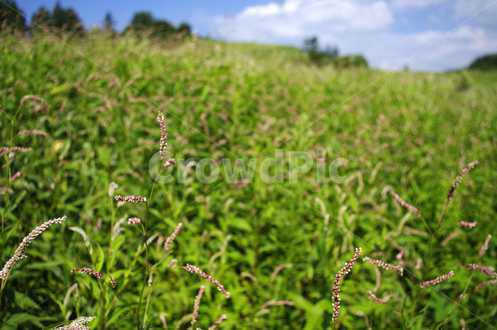 하늘,식물,초록,풍경,구름,자연,자연,풍경,nature,landscape