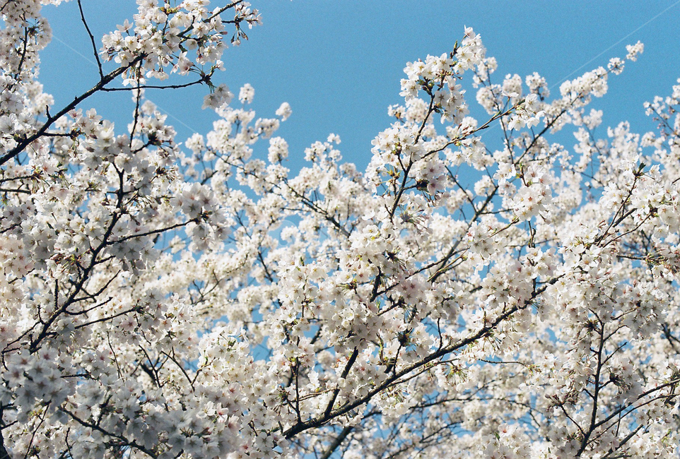 벚꽃,벚나무,cherryblossom,봄,4월,꽃,식물,자연,꽃잎,나무,sakura,spring,flower,계절,봄,계절,spring,season,식물,자연,plants,nature,꽃,flower,plant,blossom,cherry blossom