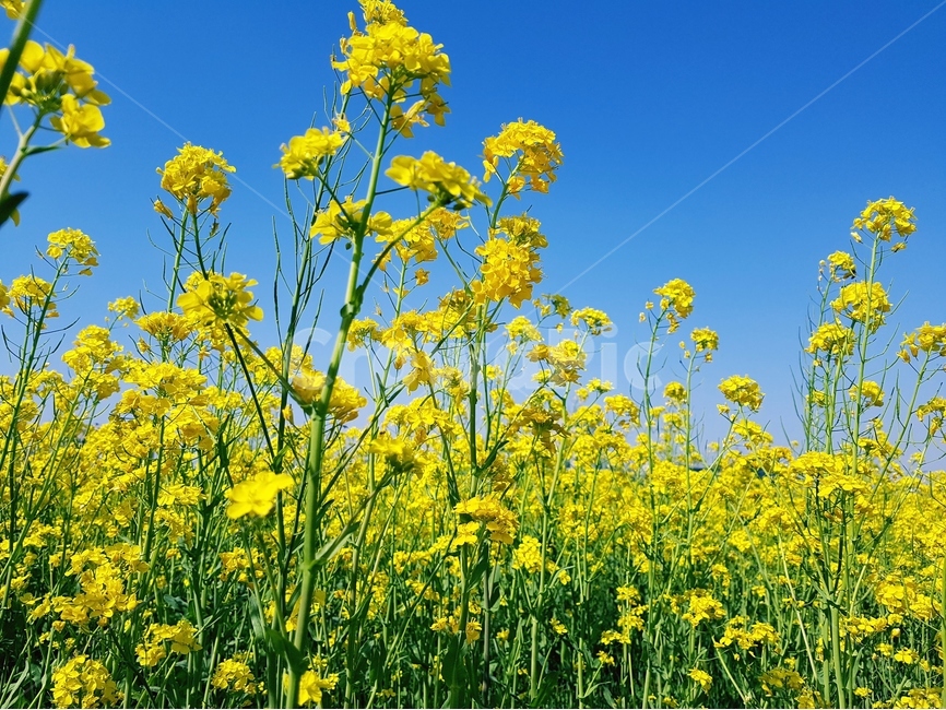 유채꽃,노란색,봄,파랑하늘,풍경,유채밭,봄,계절,spring,season,자연,풍경,nature,landscape,식물,plants,꽃,flower,field,들,outdoors,옥외,grassland,목초지