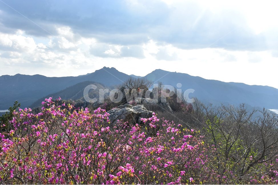 주작산,덕룡산,종주,진달래,풍경,기암,바위,비경,봄풍경,진달래꽃,강진,명산,산행,등산,마운틴,힐링,mountain,landscape,자연,natural,자연,풍경,nature,landscape,한국자연풍경,한국자연경관,korea nature landscape,식물,plants,꽃,flower,mountain range,산맥,outdoors,옥외,산,peak,피크