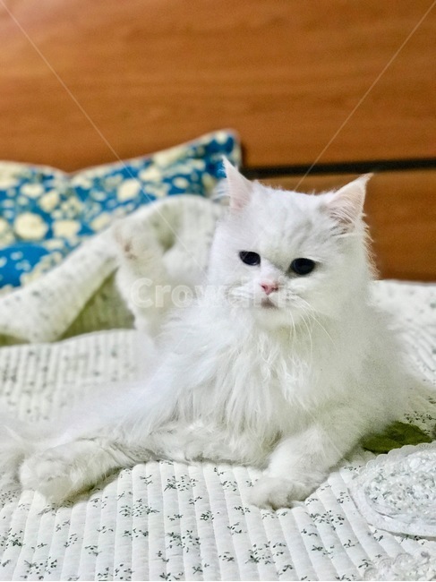 고양이,냐옹이,애완동물,반려동물,cat,집사,터키쉬앙고라,러시안블루