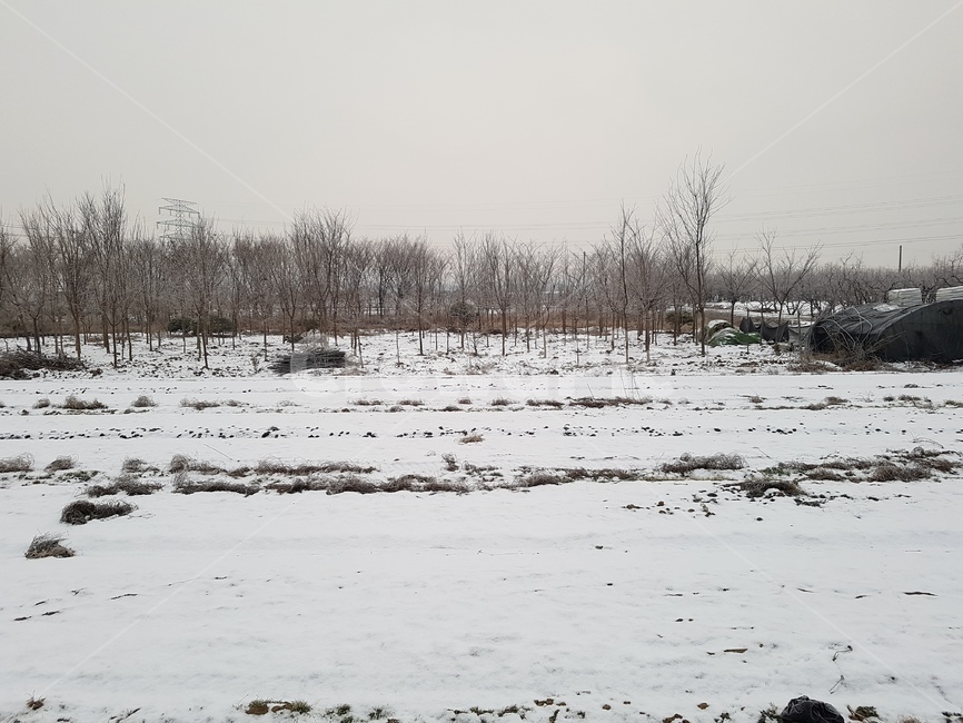 겨울,눈,나무,하늘,snow,겨울,계절,winter,season,자연,풍경,nature,landscape,ground,바닥