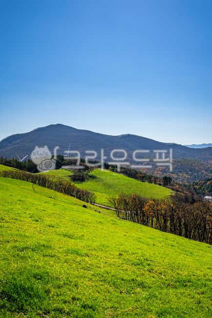 대관령,대관령양떼목장,양떼목장,풀밭,목초지,목장,초원,자연,배경,풍경,한국자연풍경,언덕