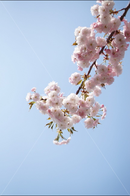 벚꽃,흰색,풍경,하늘,파랑,봄,봄,계절,spring,season,식물,자연,plants,nature,꽃,flower,plant