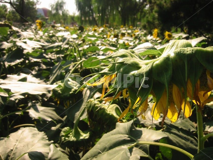 해바라기,들판,역광,식물,꽃,꽃밭,자연,햇살,식물,자연,plants,nature,꽃,flower