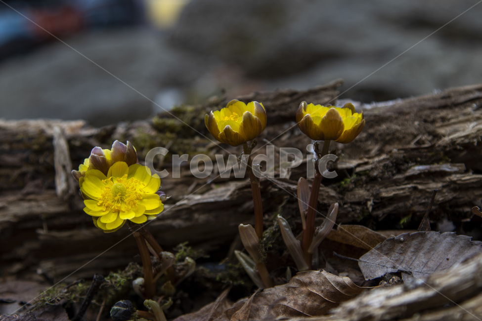 봄,야생화,새싹,복수초,설국화,바람,봄,계절,spring,season,식물,자연,plants,nature,꽃,flower,plant