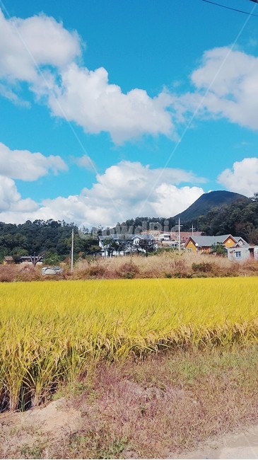 하늘,구름,가을,시골,벼,풍경,sky,fall,countryside