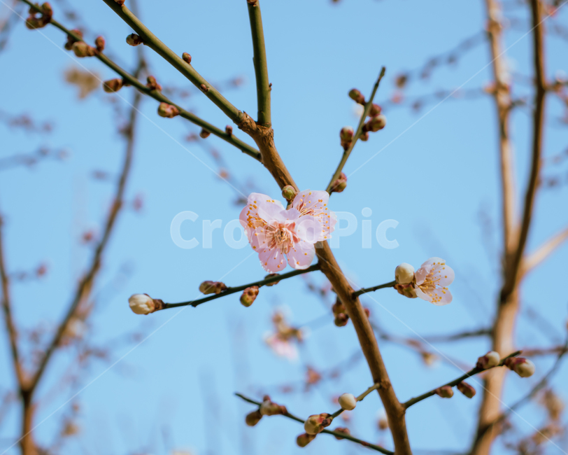 매화,벚꽃,봄꽃,봄,여름,자연,식물,식물,자연,plants,nature,꽃,flower