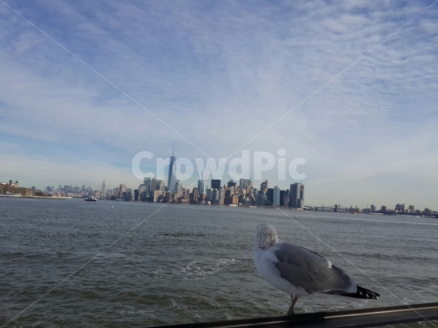 갈매기,뉴욕,newyork,감성,바다,하늘,새,빌딩숲,동물,animal,조류,새,birds