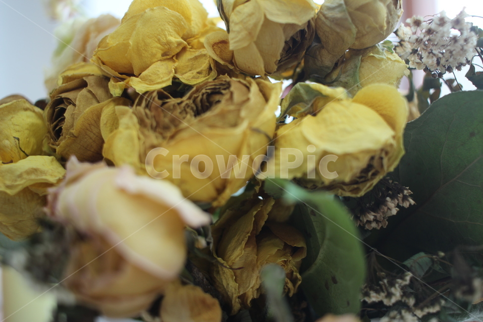 plant,식물,꽃,드라이플라워,장미,rose,flower,꽃다발,노란장미,yellowrose
