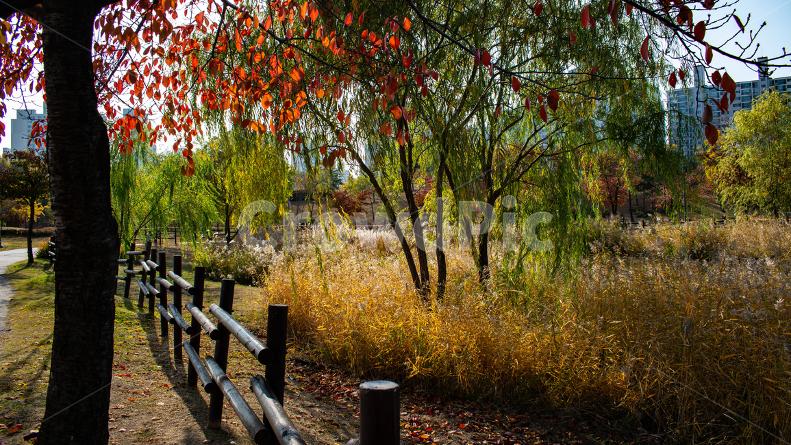 가을,단풍,산책로,낙엽,벤치,버드나무,가을,계절,fall,autumn,season,자연,풍경,nature,landscape,tree,나무,plant,식물