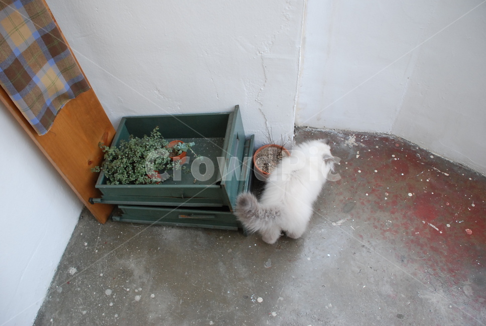 고양이,아기고양이,반려묘,귀여움,cat,kitten,조용한,힐링,kitty,호기심,뒷모습,화분,고양이꼬리,히말라얀,동물,animal,포유류,mammal,고양이,cat,kitten,kitty