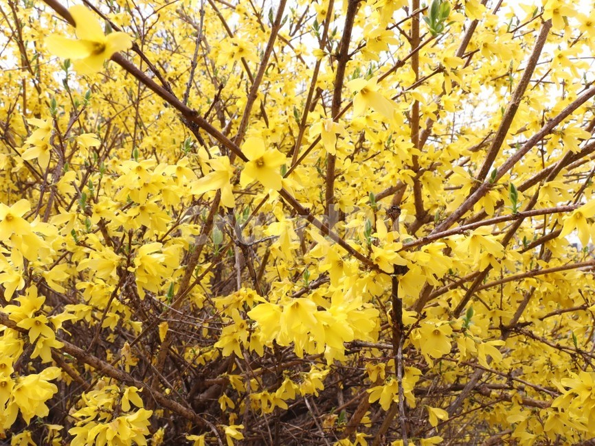 개나리,봄,봄꽃,개화,노란꽃,식물,자연,plants,nature,꽃,flower